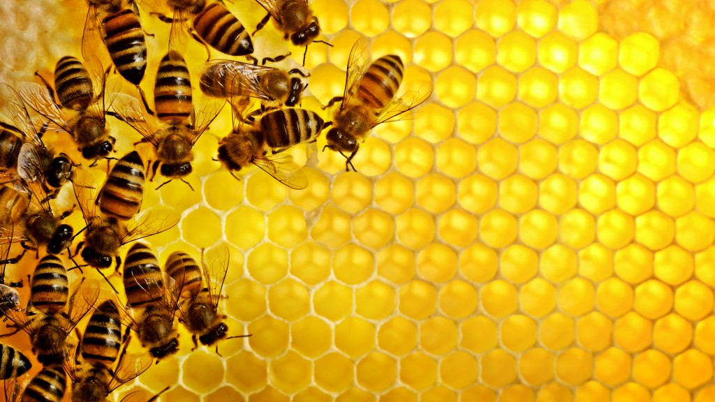 Honey bees Sweden --- Image by © Jonn/Johnér Images/Corbis
