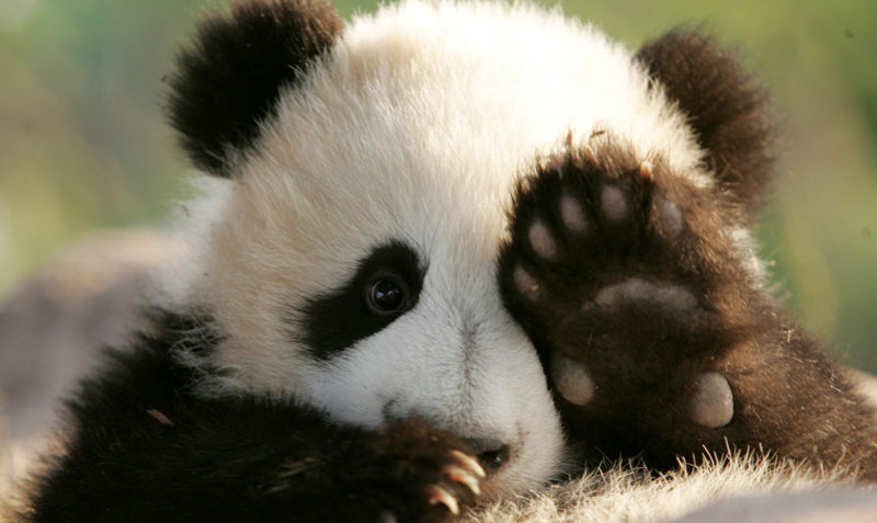 10-Очень милая панда